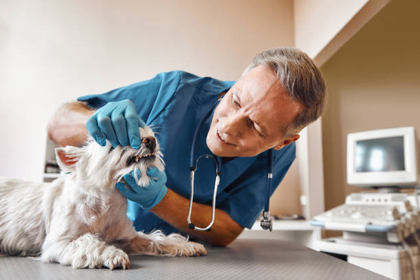 Best Emergency Dental Surgery in South Lockport, NY
